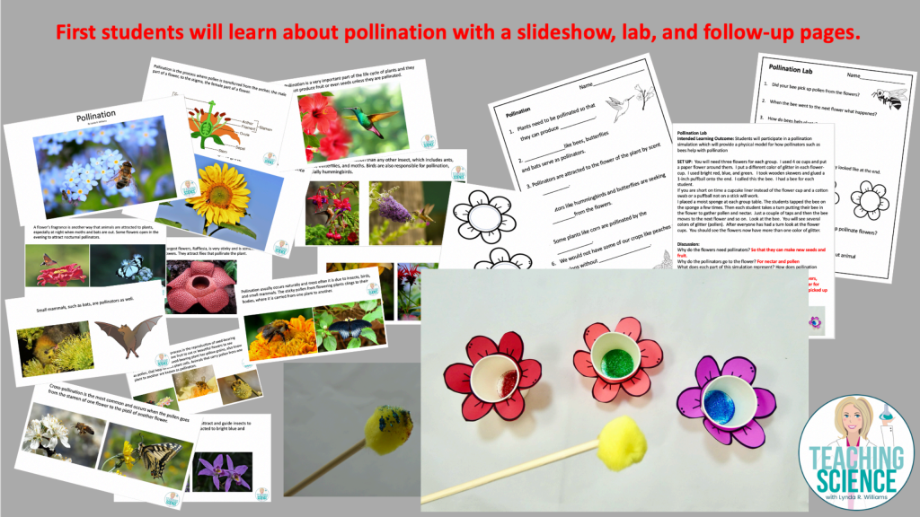 图片[2]-Pollination Activity and Seed Dispersal: Develop a Model for Dispersing Seeds