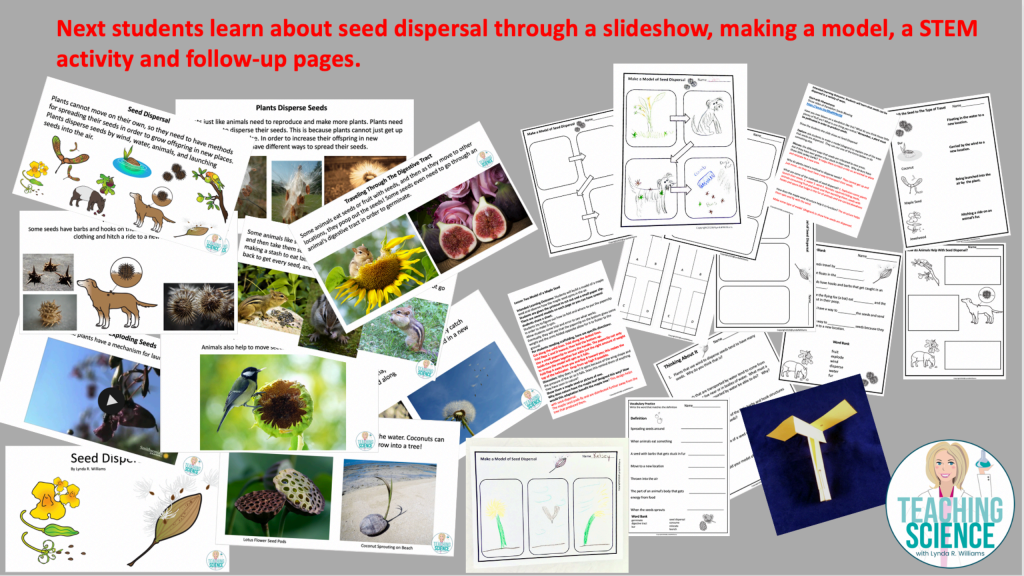 图片[3]-Pollination Activity and Seed Dispersal: Develop a Model for Dispersing Seeds